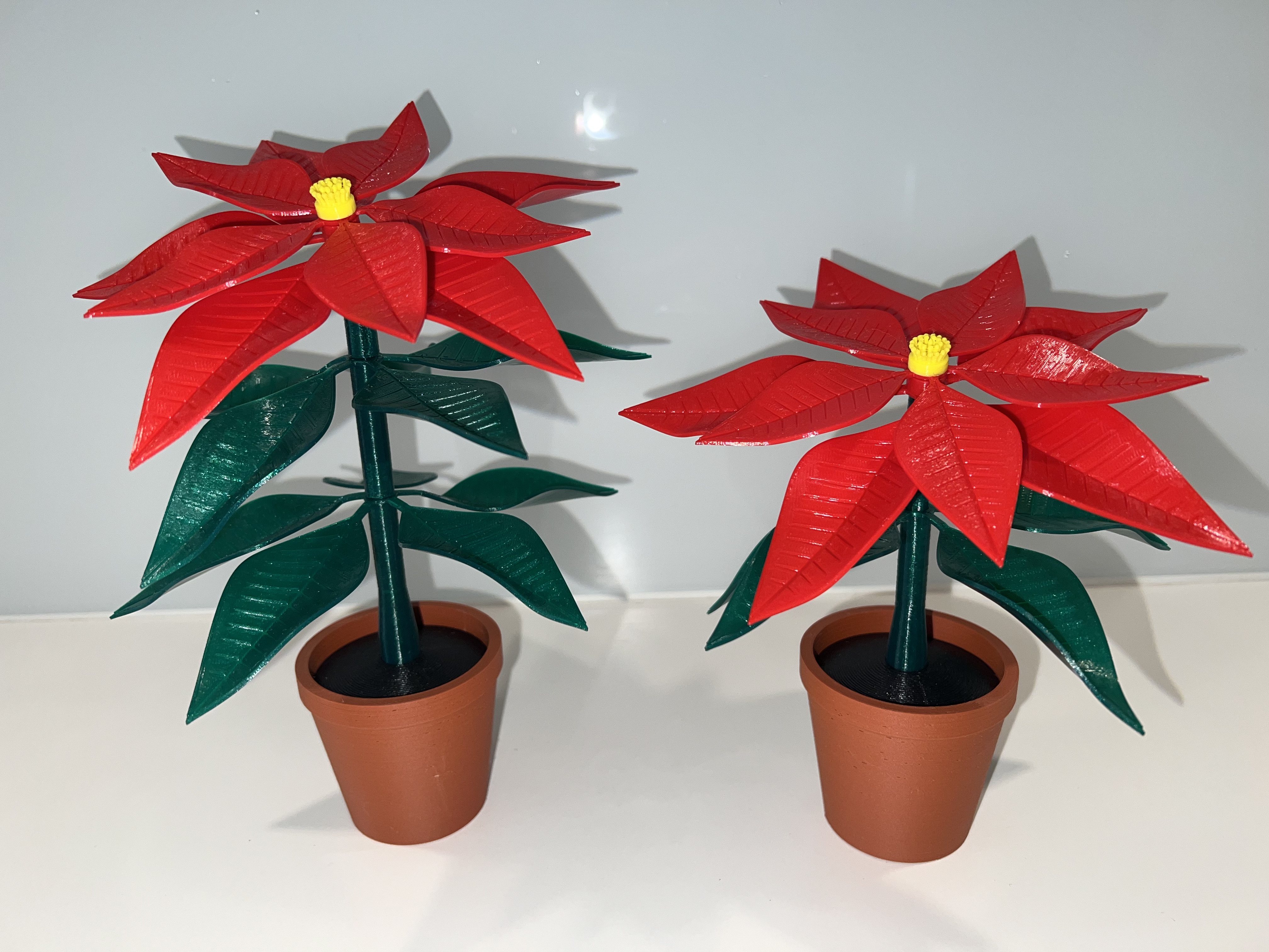 Poinsettia in a pot