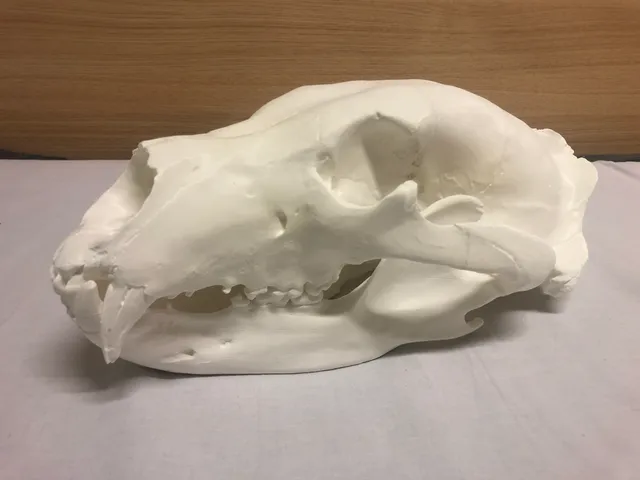 Skull of a Brown bear (Ursus arctos)/Lebka Medvěda hnědého