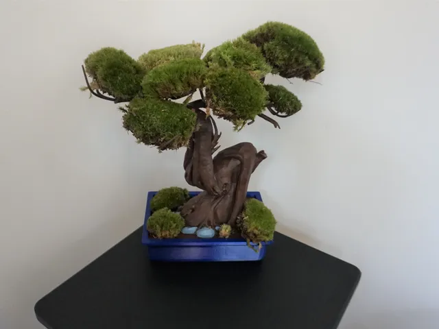 Moss Bonsai flower pot