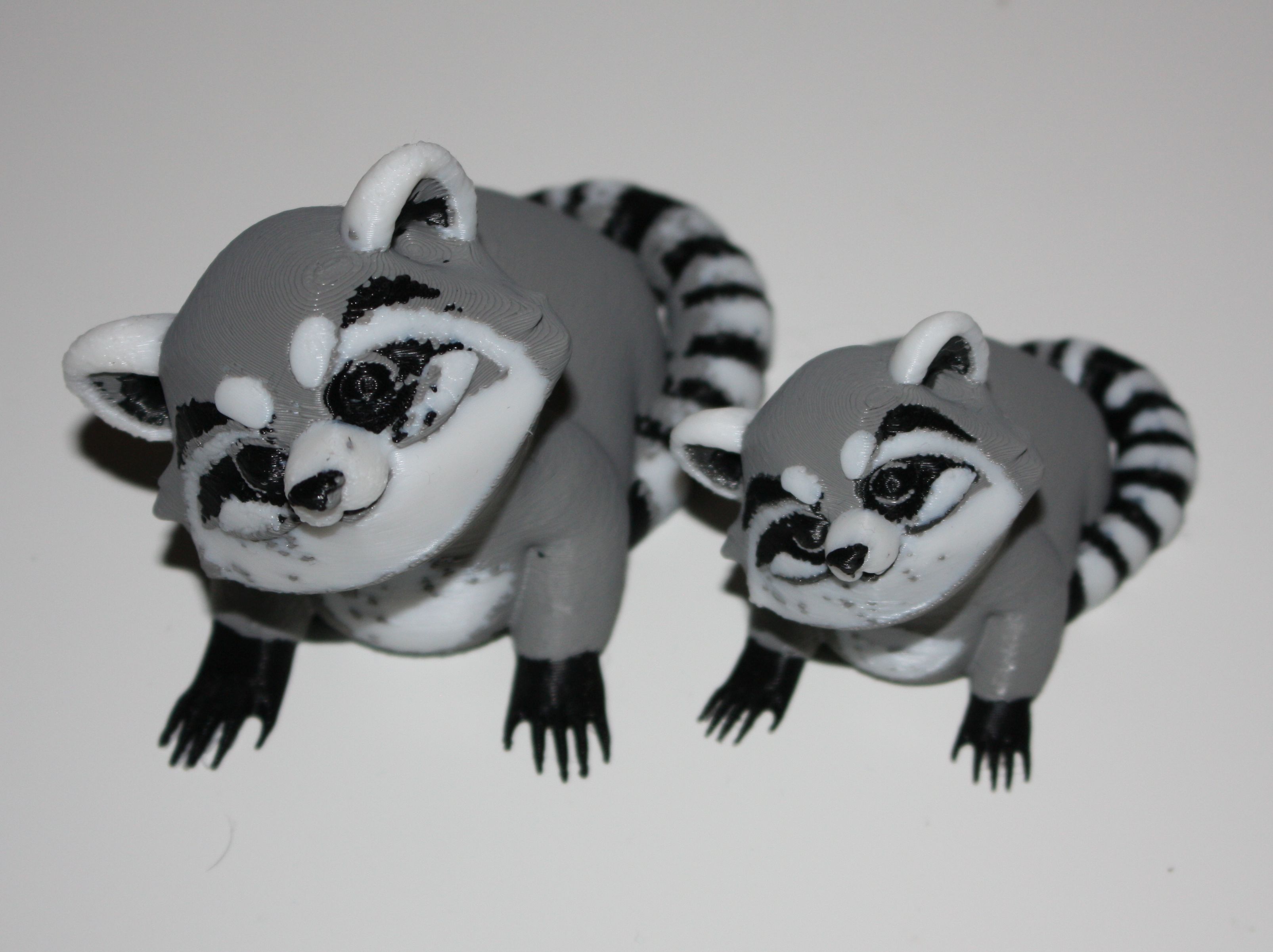 Raccoon / Waschbär