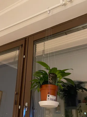 Hanging (flying) saucer