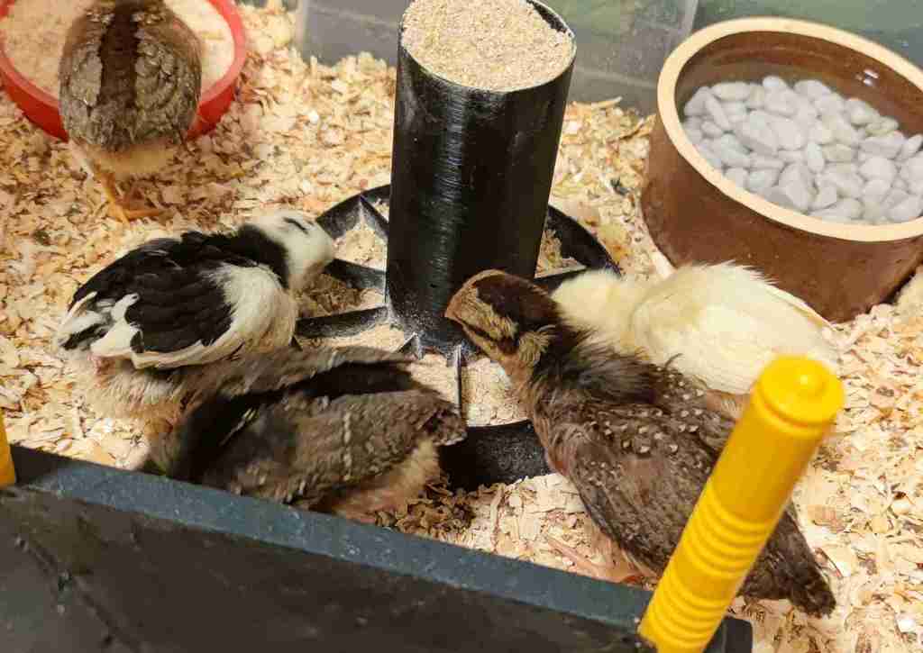 Chicken feeder