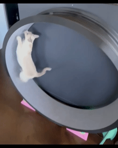 Cat exercise wheel. Designed for XL