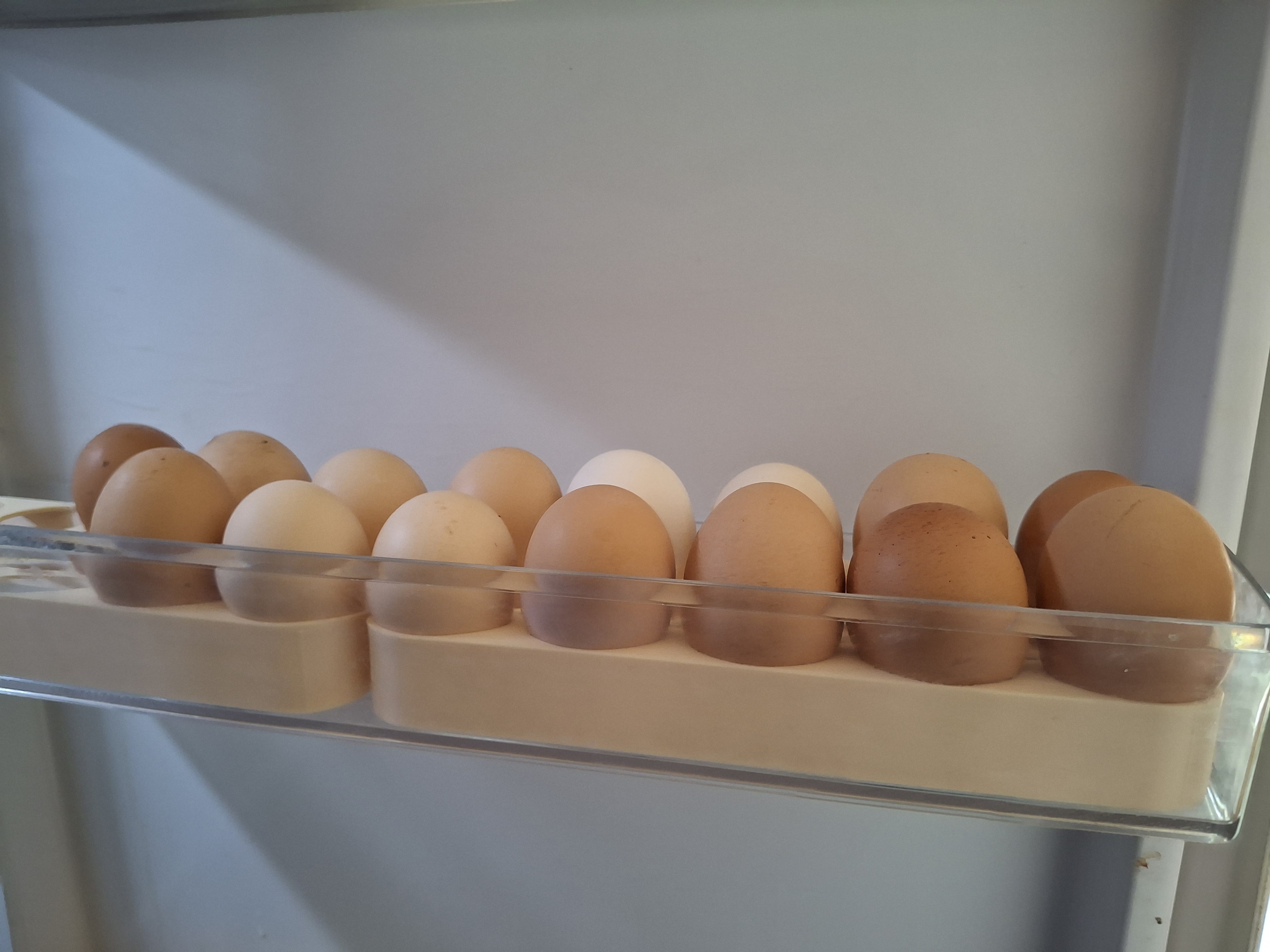 Egg tray + parametric