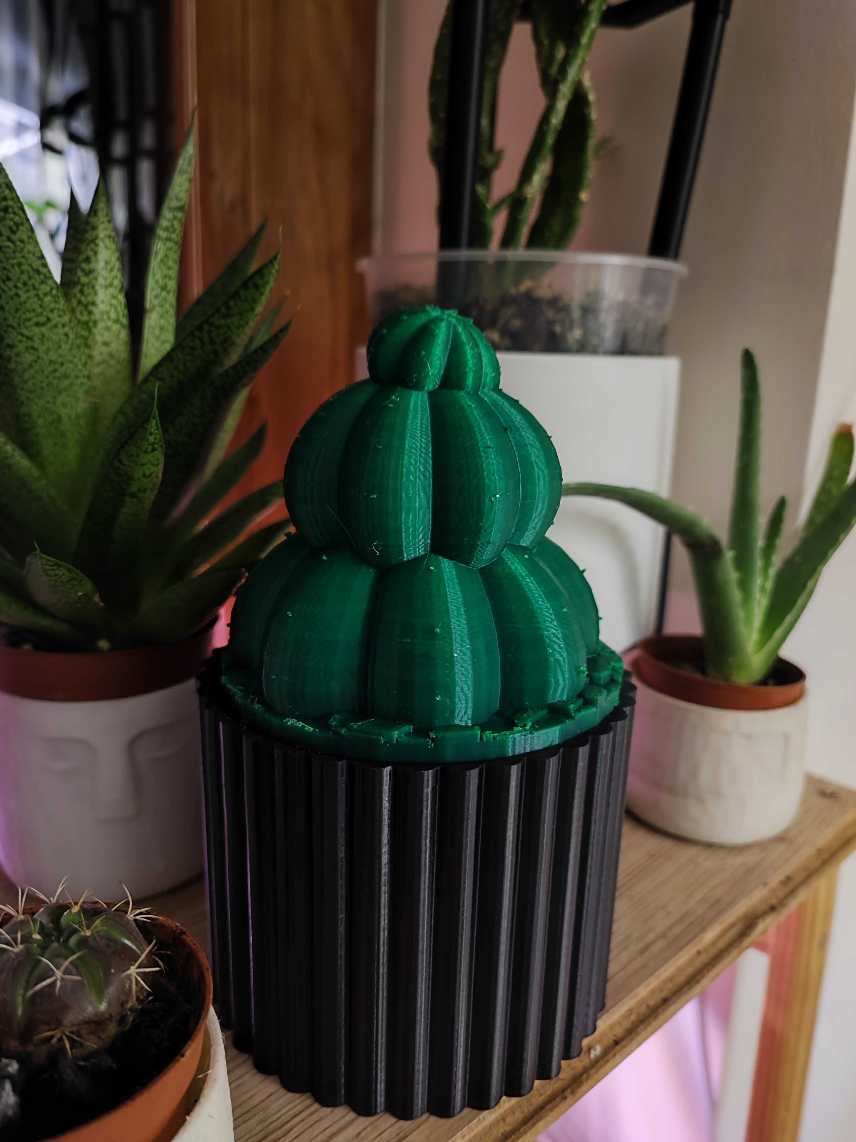Piggy bank Cactus in a Pot