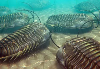 Trilobite Fossil