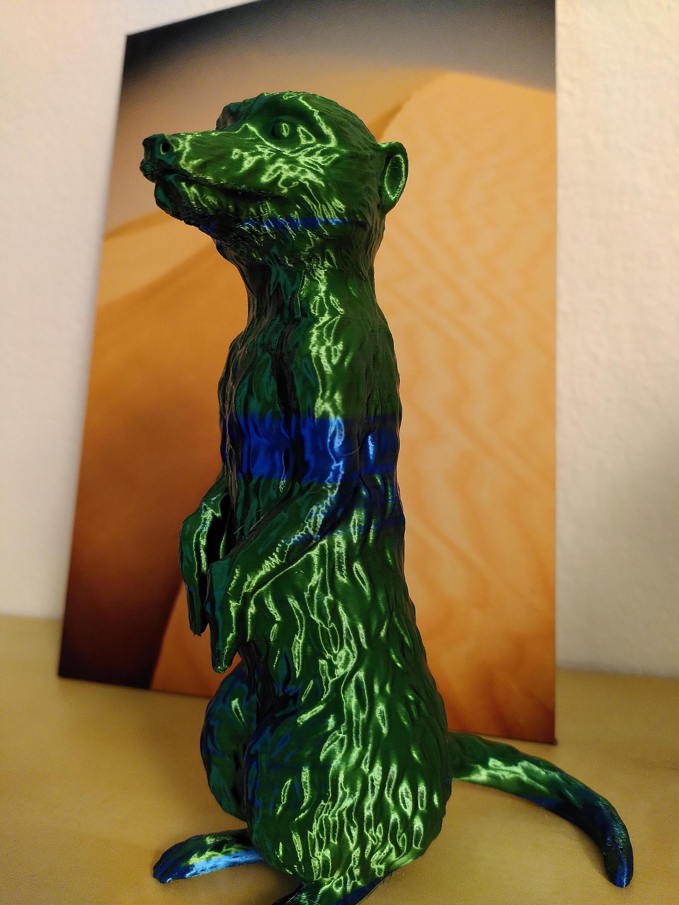 Meerkat