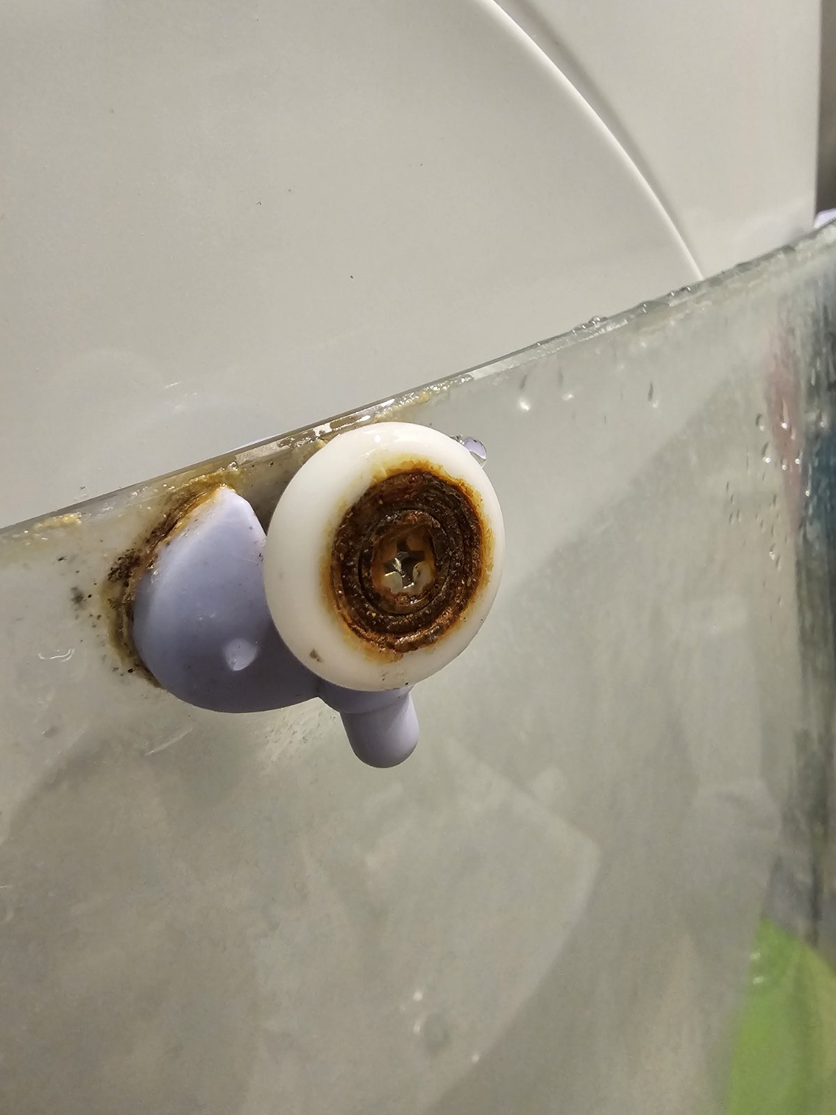 Mushroom Growing In Sink Drain 