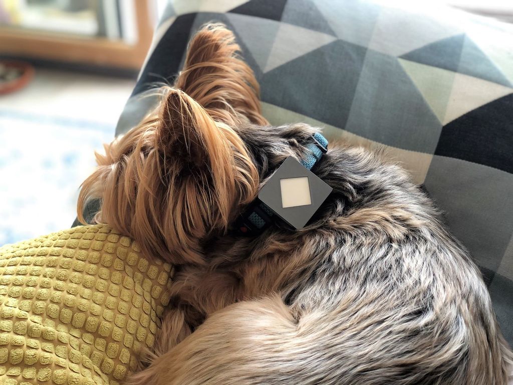 Samsung SmartThings GPS Tracker Dog Collar Mount by Shader Download