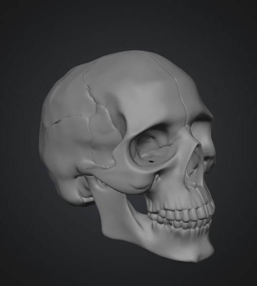 Real Human Scull 1:1