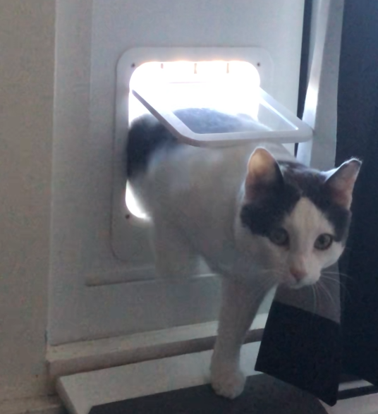 Pet Door with 4-Way Latch & Magnetic Door Return V2