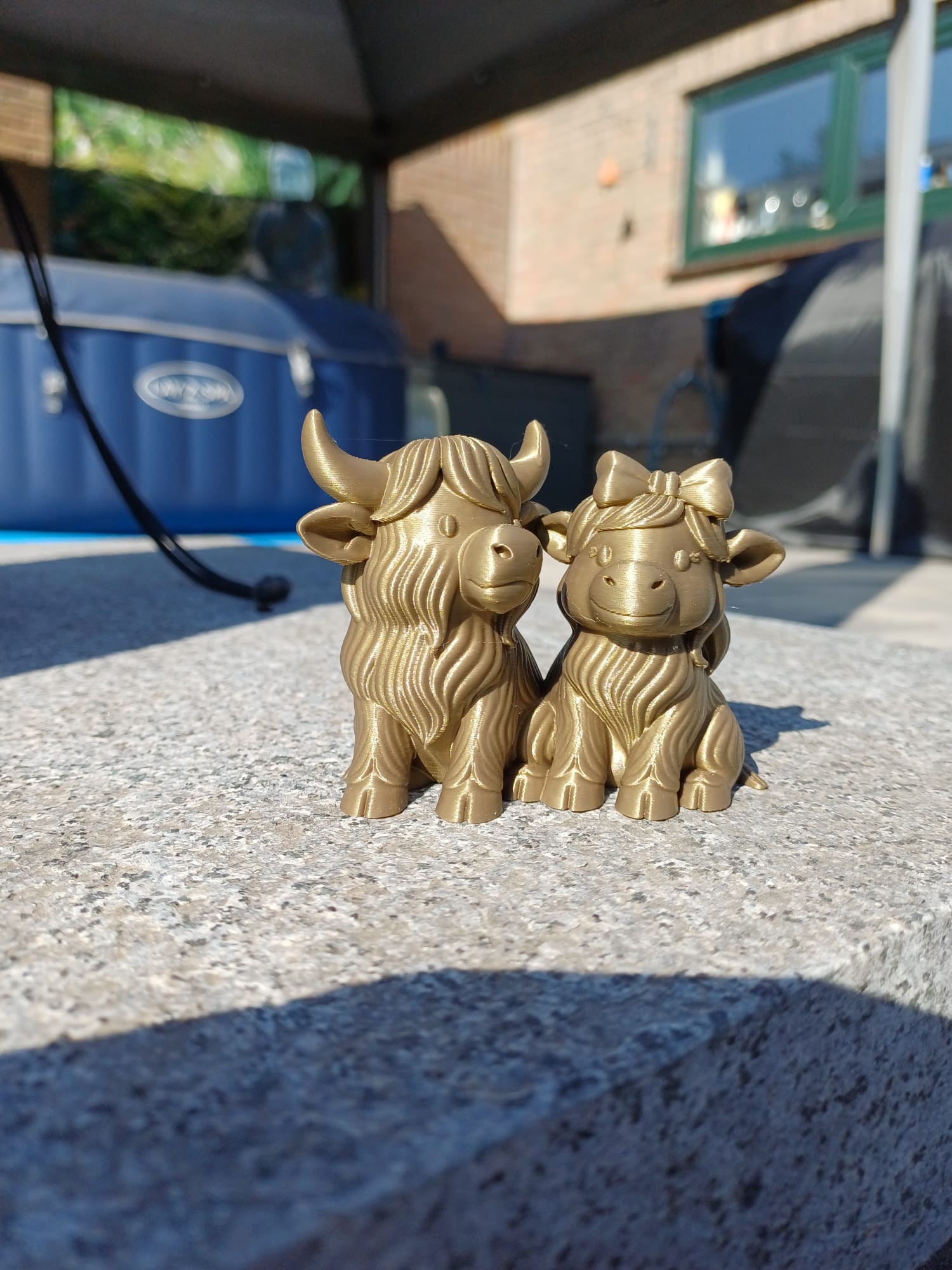 Adorable Highland Cow Couple