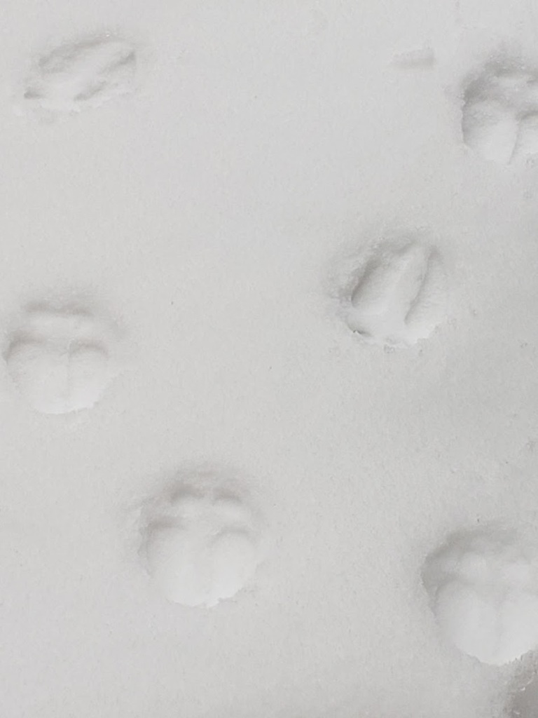 Reindeer Hoof (reduce scale to 10%) by DaveRoss | Download free STL ...