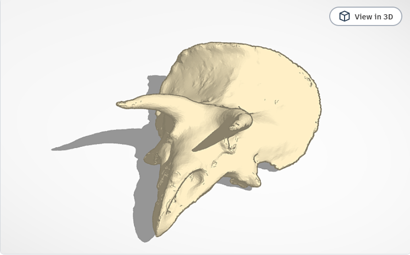 skeletons of animal