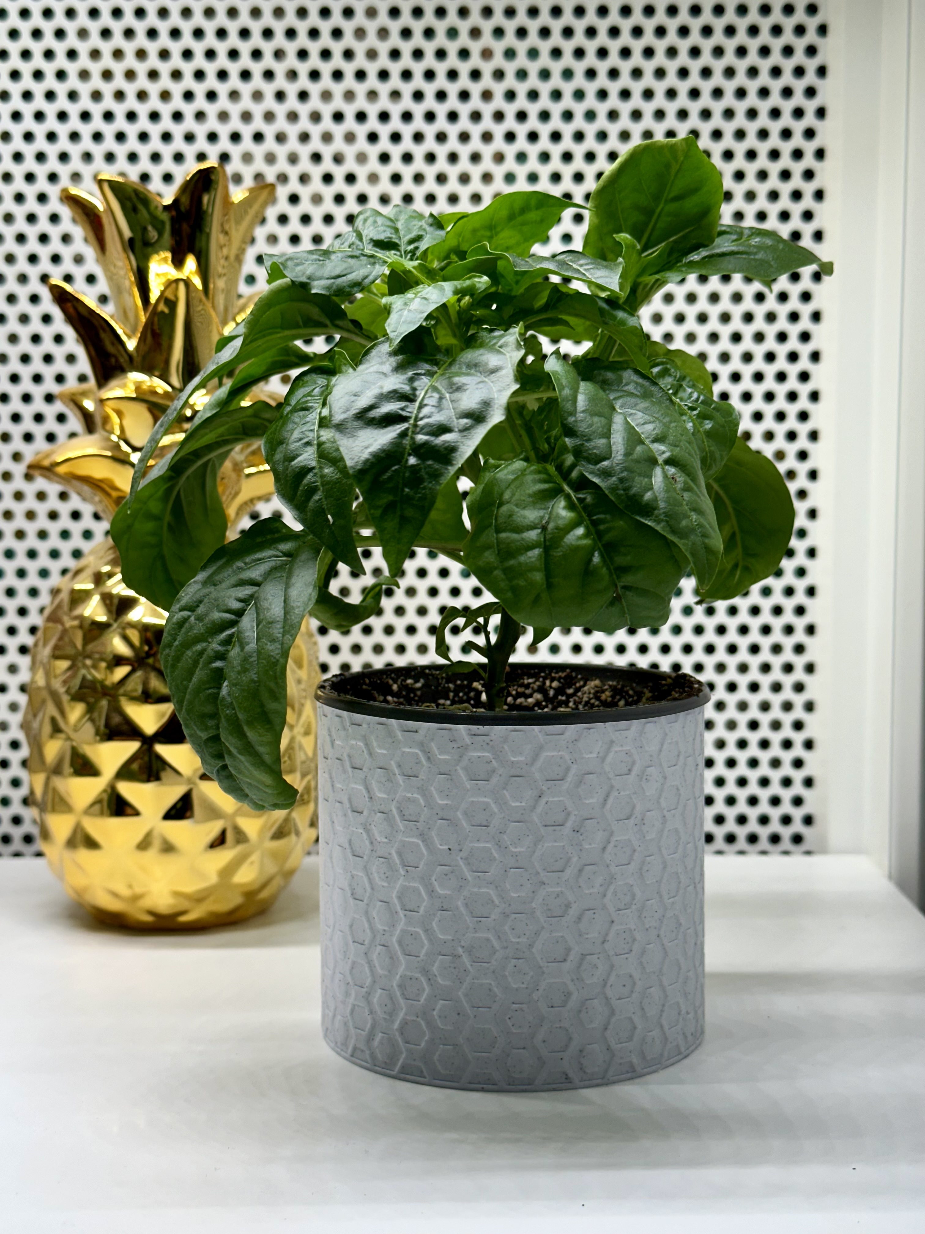 Hexagon Flower Pot - Vase Mode