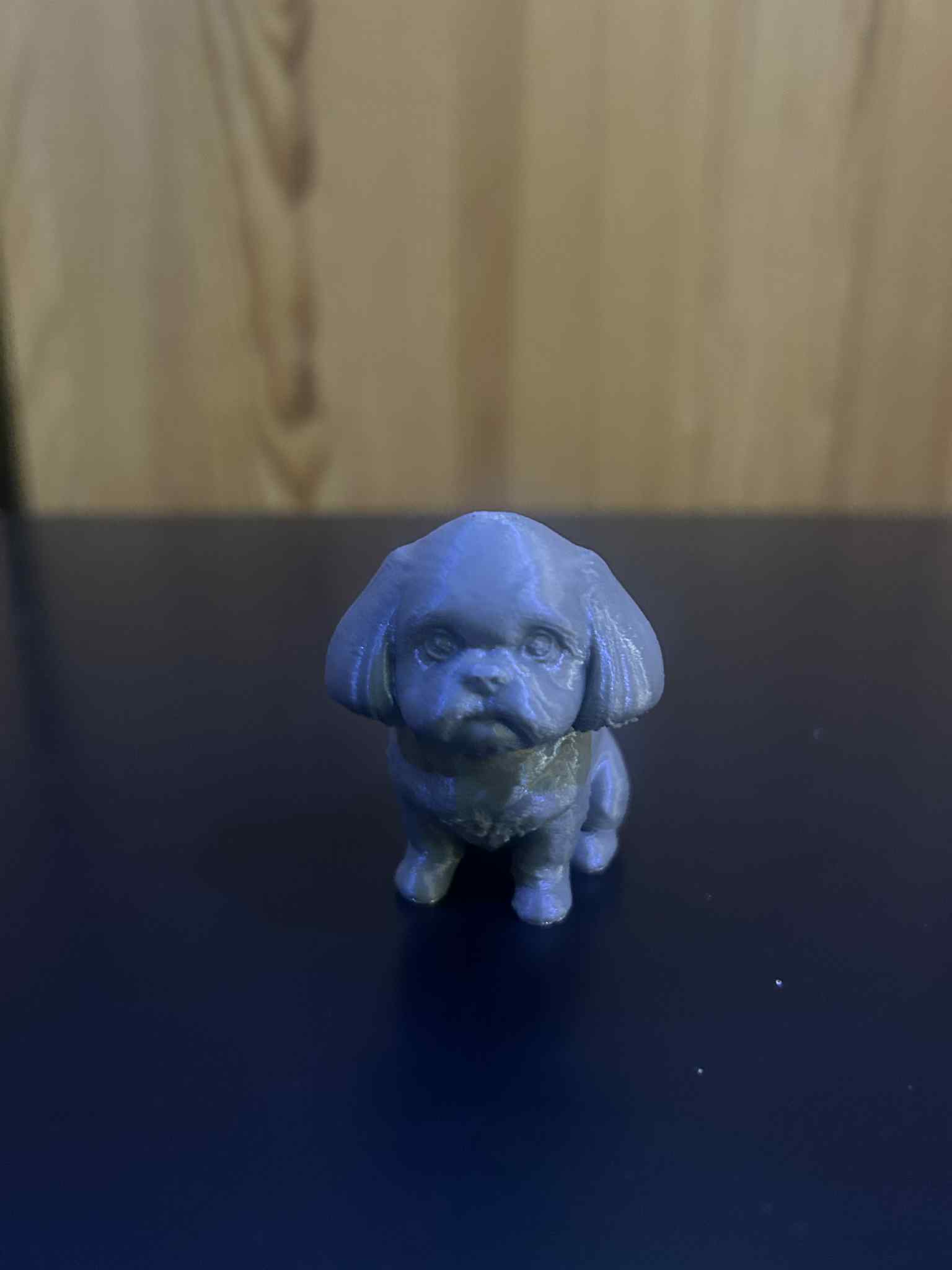 Cute Shih Tzu
