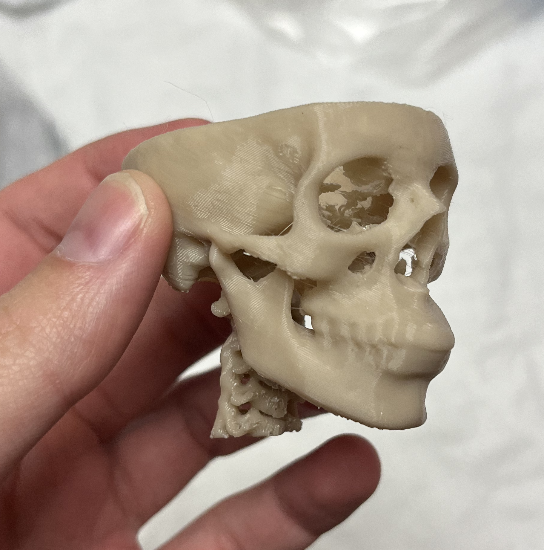 Skull from CT Scan 2.0 (with Spine)