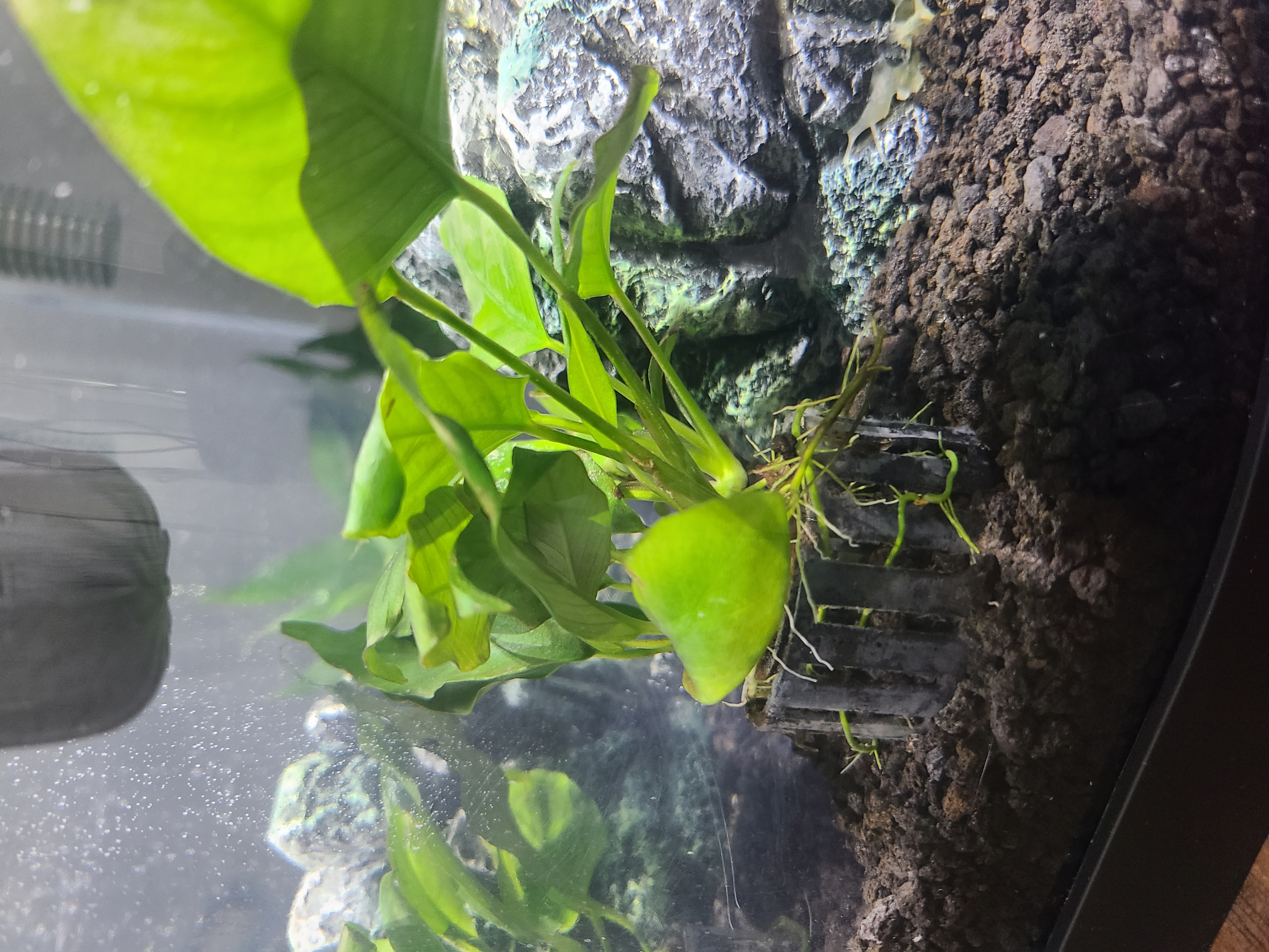 Small Aquarium planter