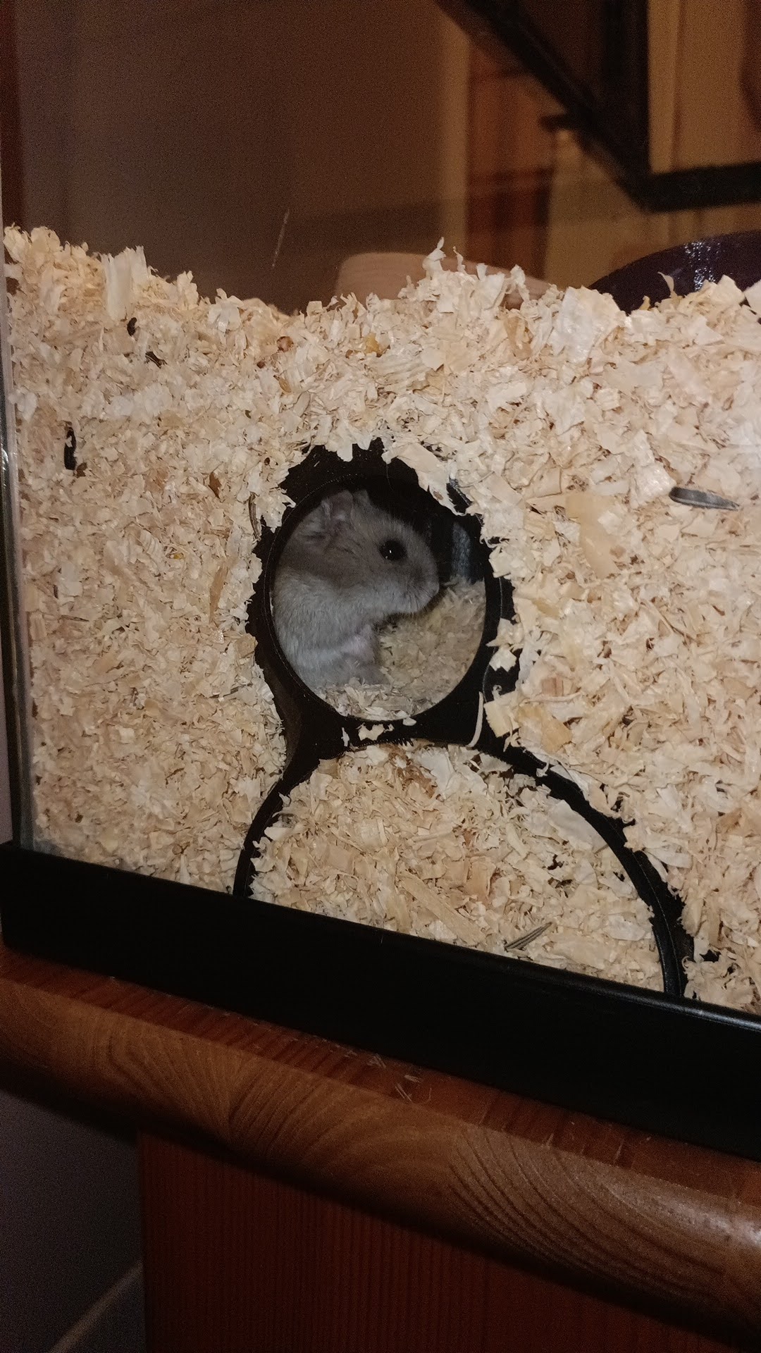 HAMSTER HIDEOUT with WINDOWS by Leptónica Download free STL model