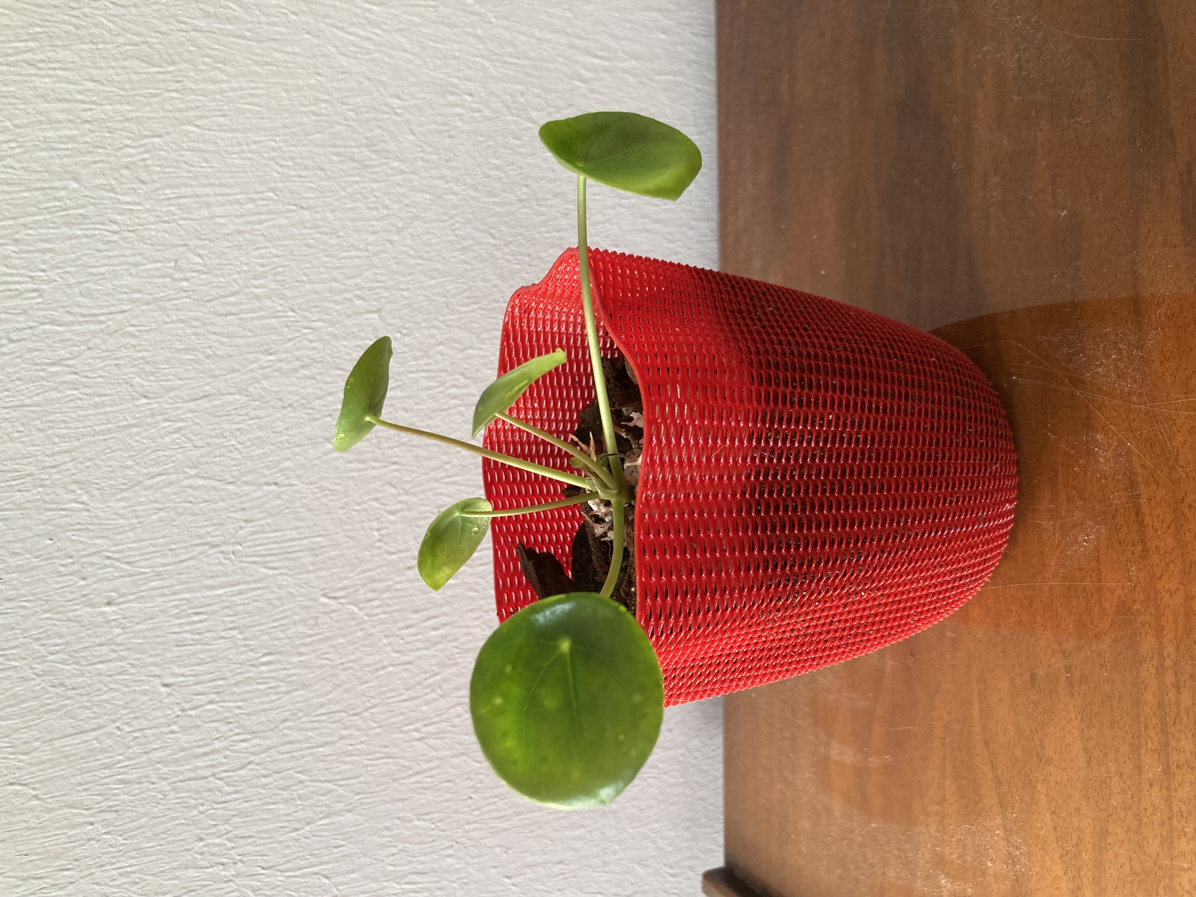 Orchid Pot - Vase-like Mesh