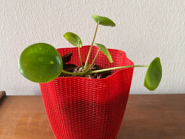 Orchid Pot - Vase-like Mesh