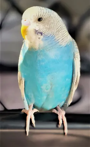 Budgie 202