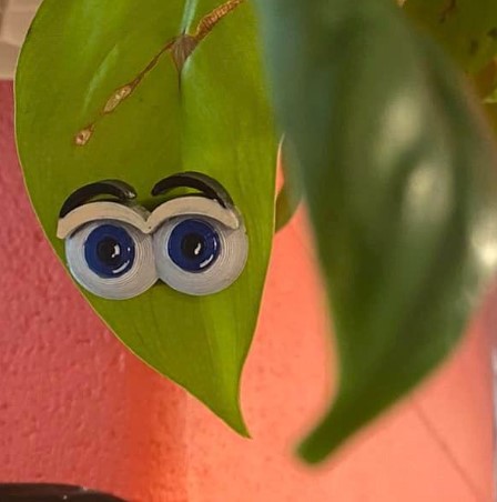 Plantitudes - eyes for our green babies