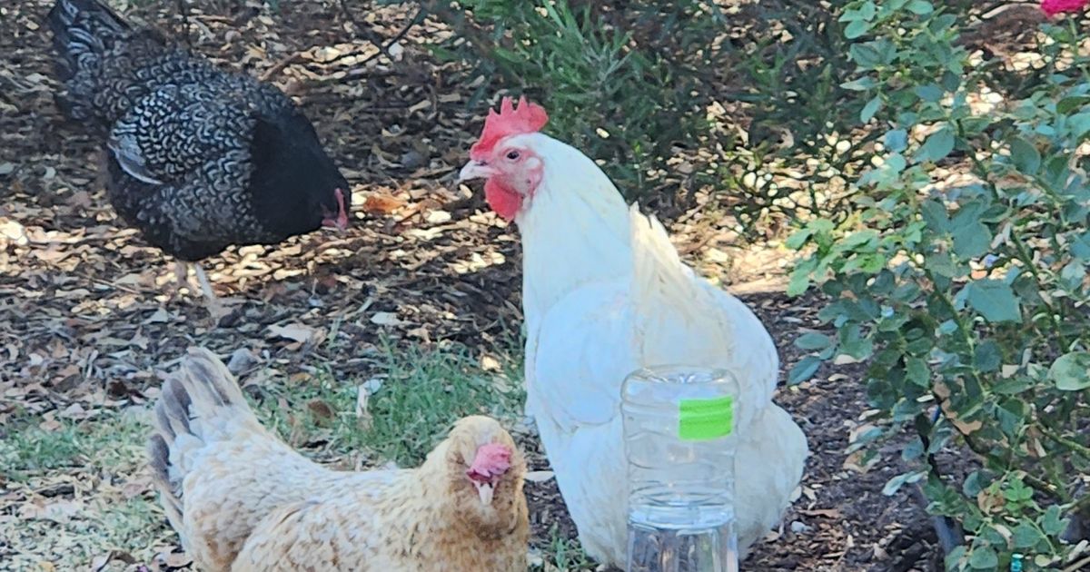 Chicken waterer using PET botttle + breather by Patrick Roe Download