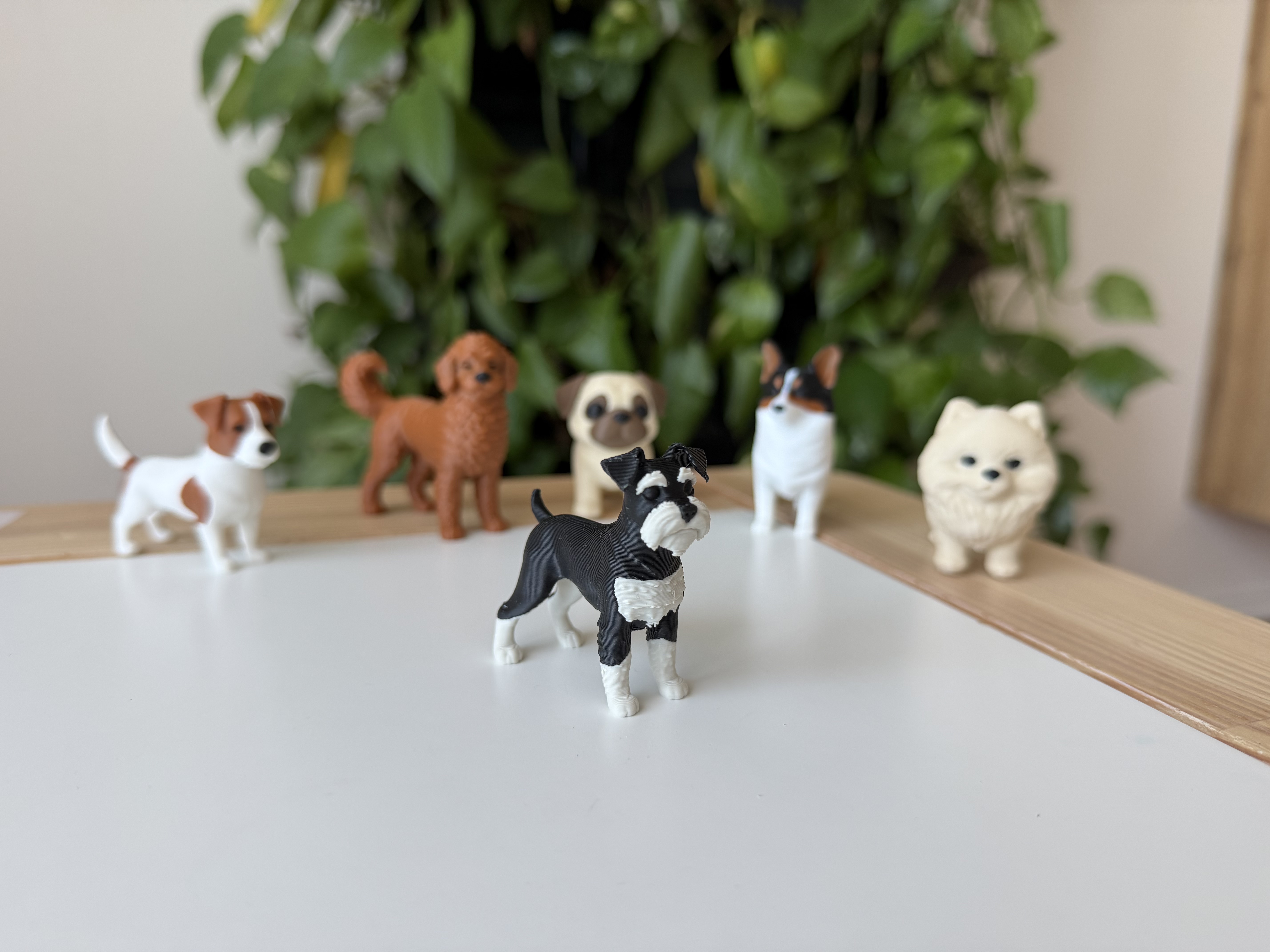 Miniature Schnautzer