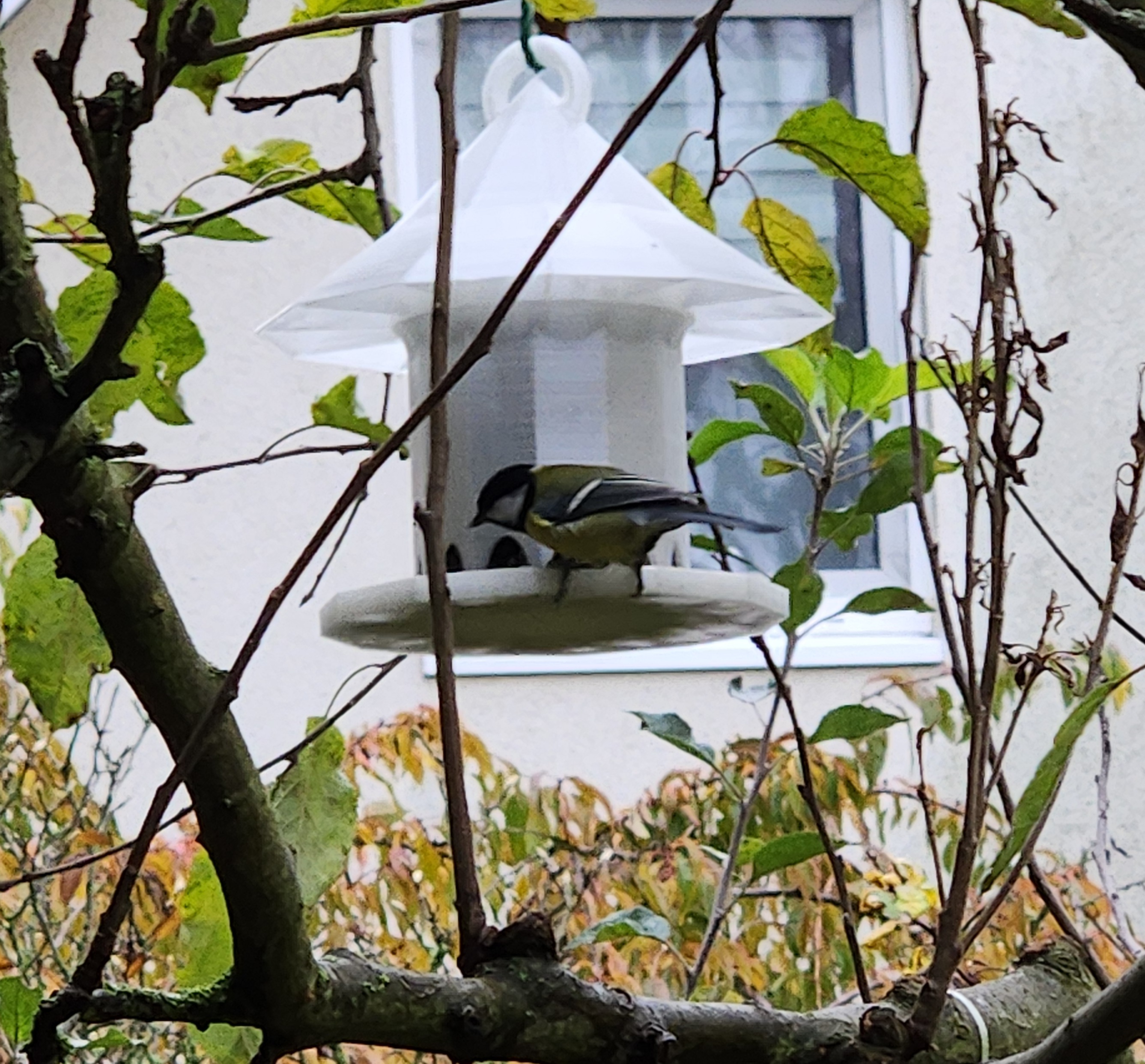 Birdfeeder XL — thumbnail 7