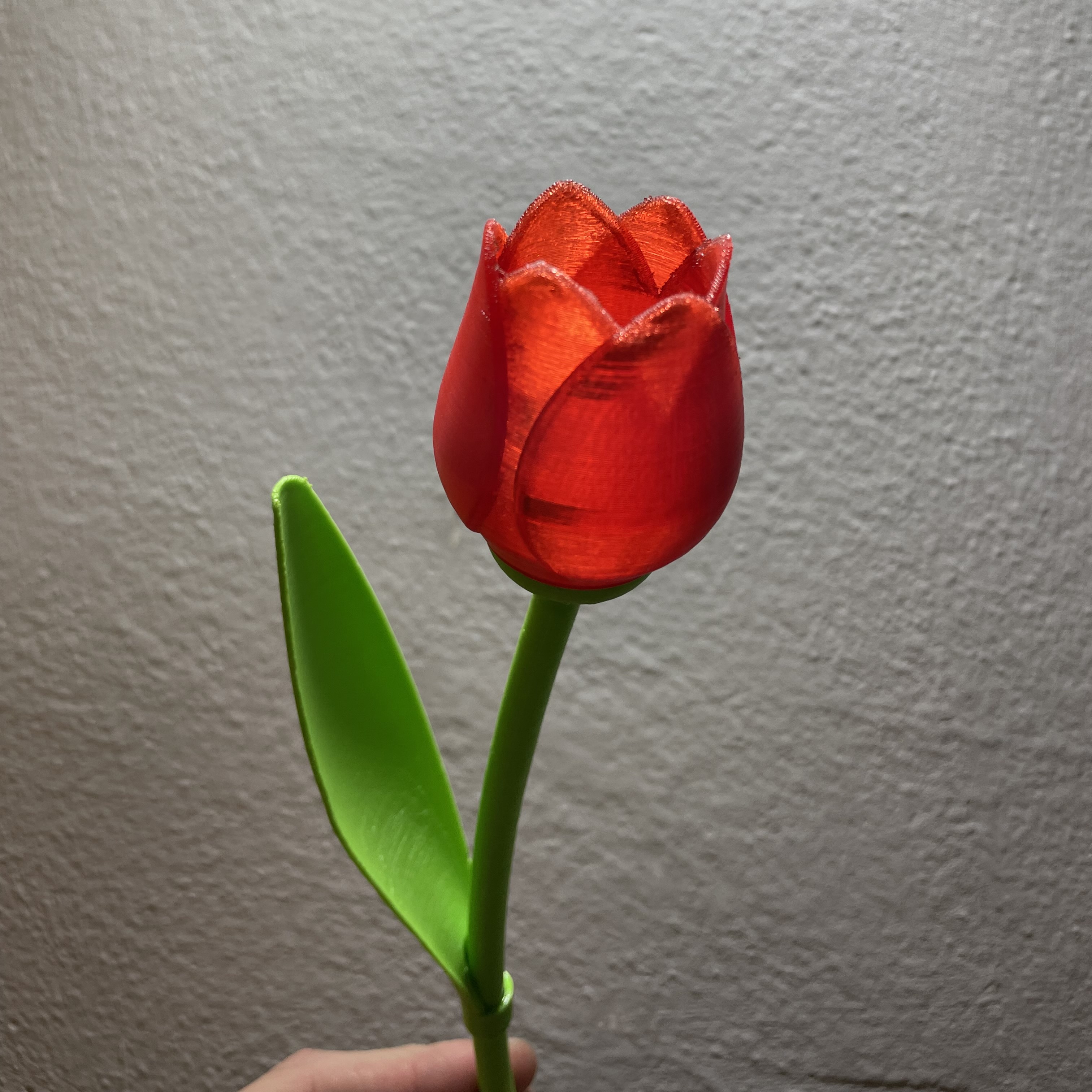 Beautiful Tulip With Stem - Best Valentine’s Day Gift