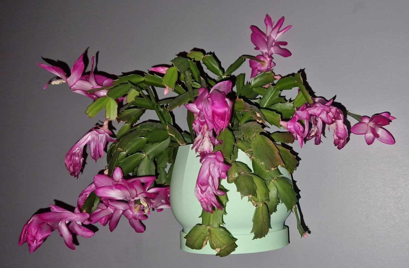 Hangin_flowerpot