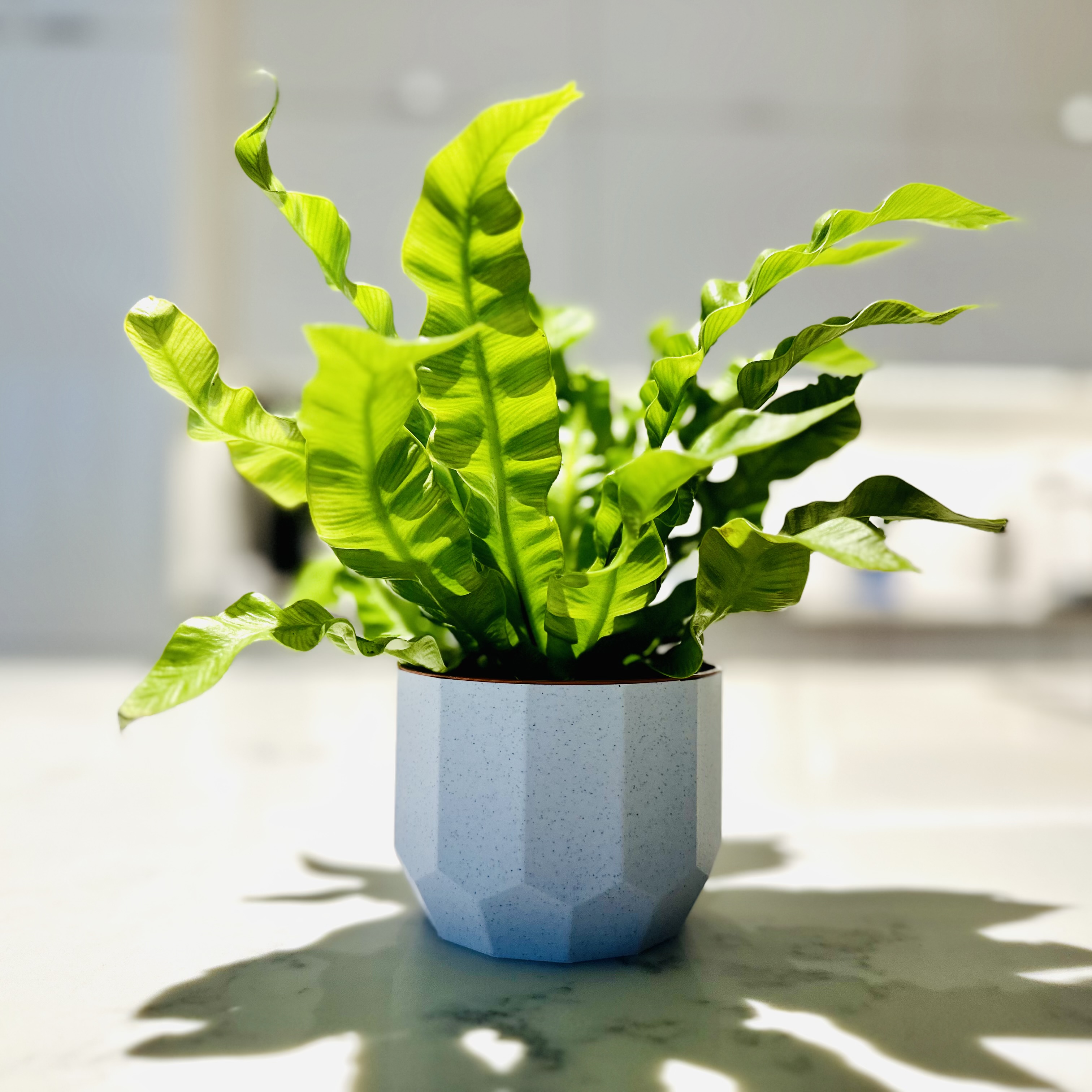 Chic Planter - Vase Mode