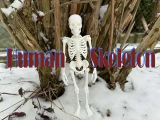 Fully realistic Human Skeleton