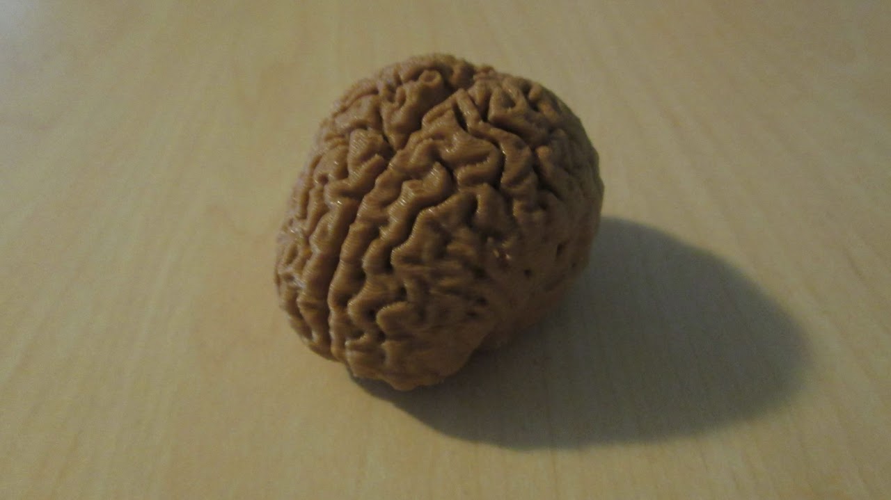 Brain
