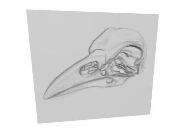 raven skull wall art