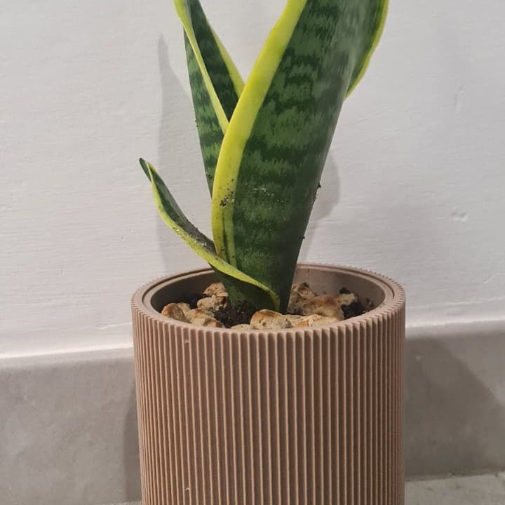 C-LAB RIBBED VASE WITH INTEGRATED DRAIN LINER by conceptlab | Download ...