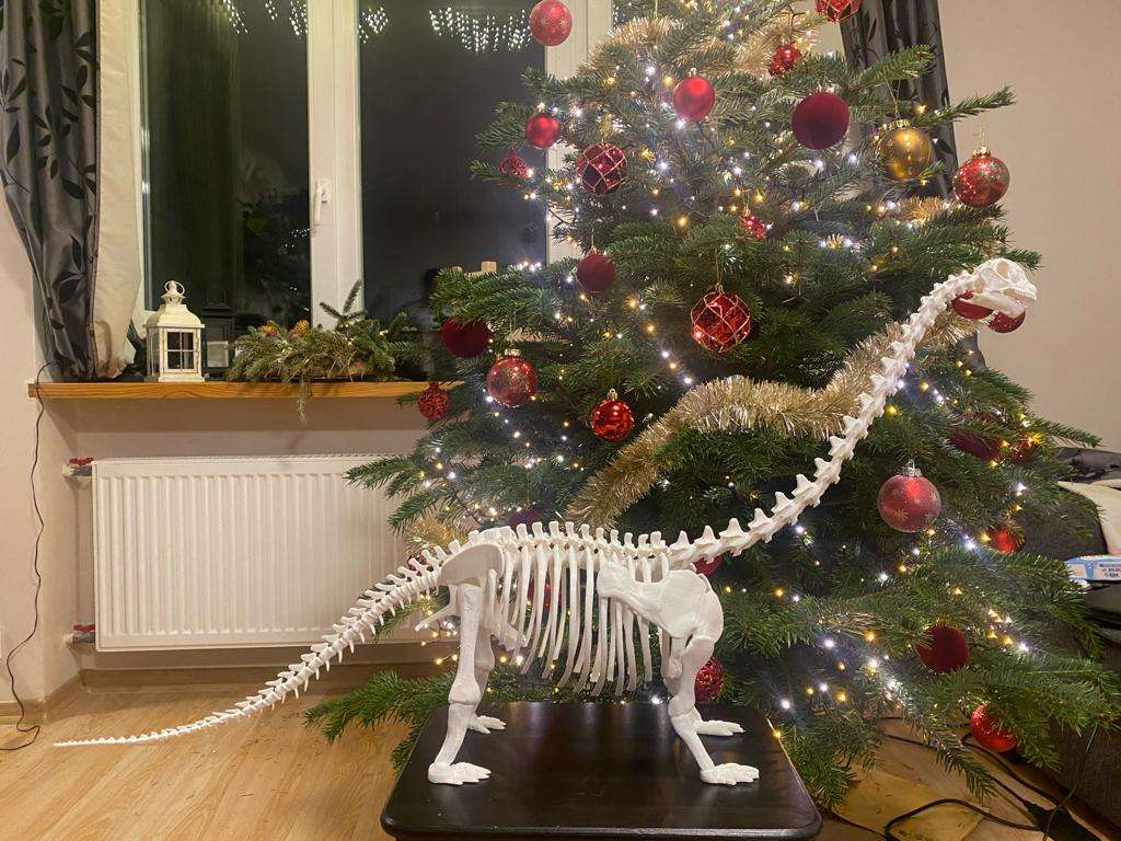 Dinosaur Skeleton