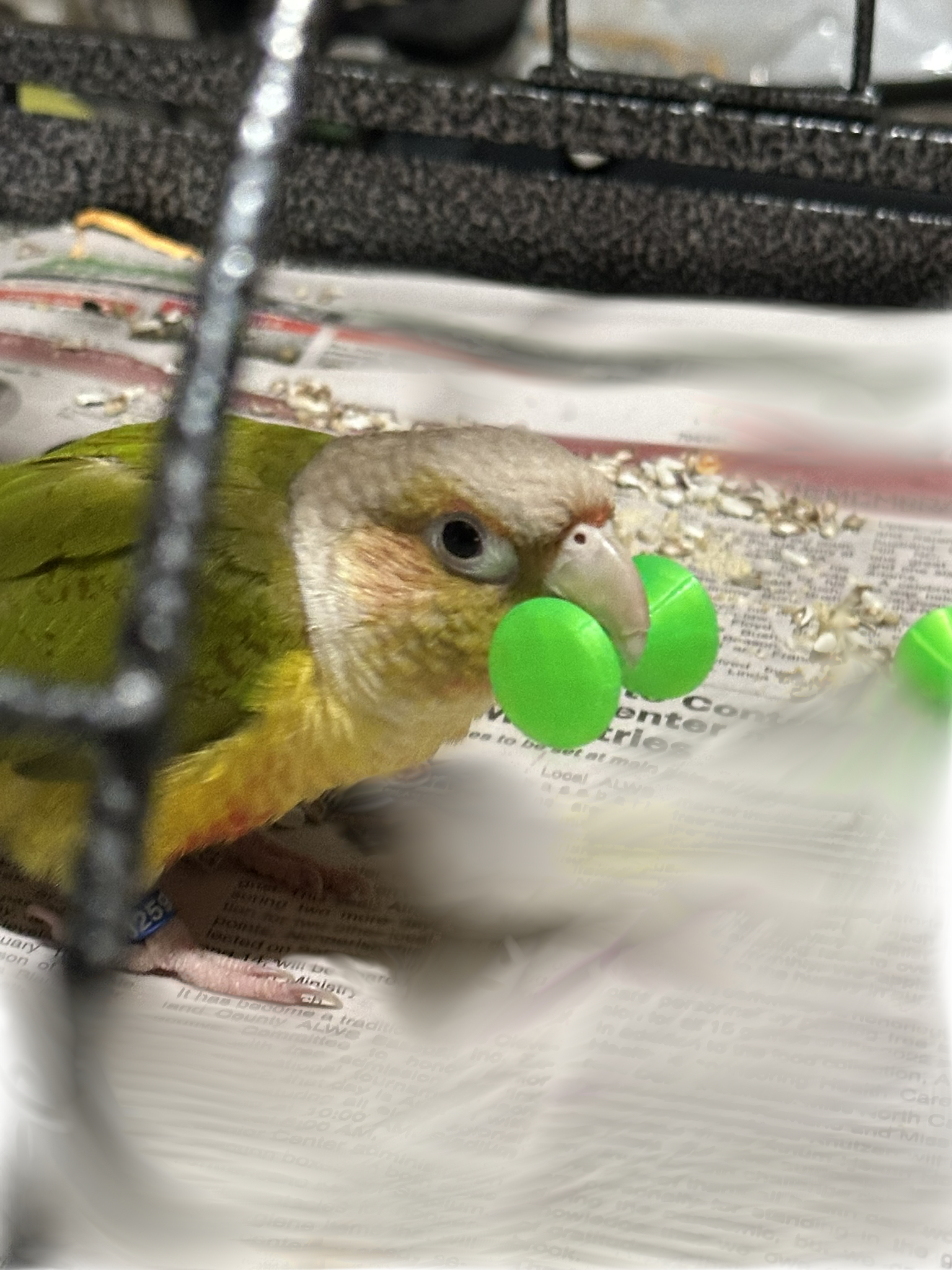 Barbell Bird Toy