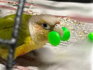 Barbell Bird Toy by Dave | Download free STL model | Printables.com
