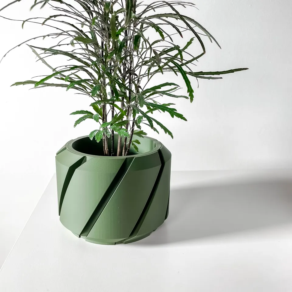 jade plant variegated Pink Jade Bonsai in Nursery Grow Pot ()  Pulpy Garden