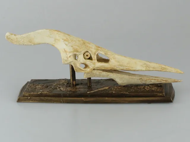 Pteranodon Skull