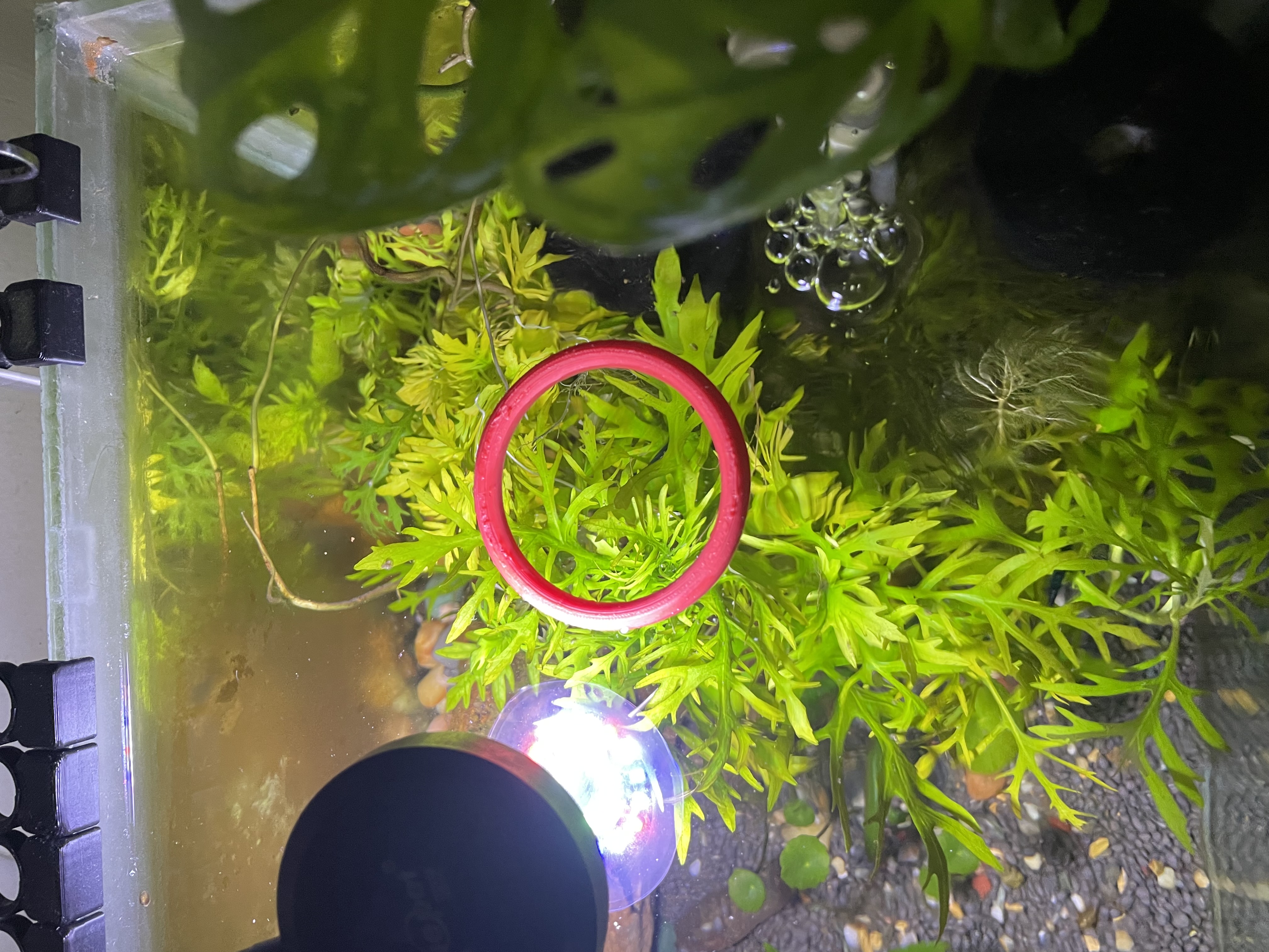 Fish Feeding Floating Ring