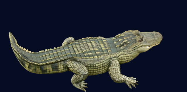 alligator — thumbnail 2