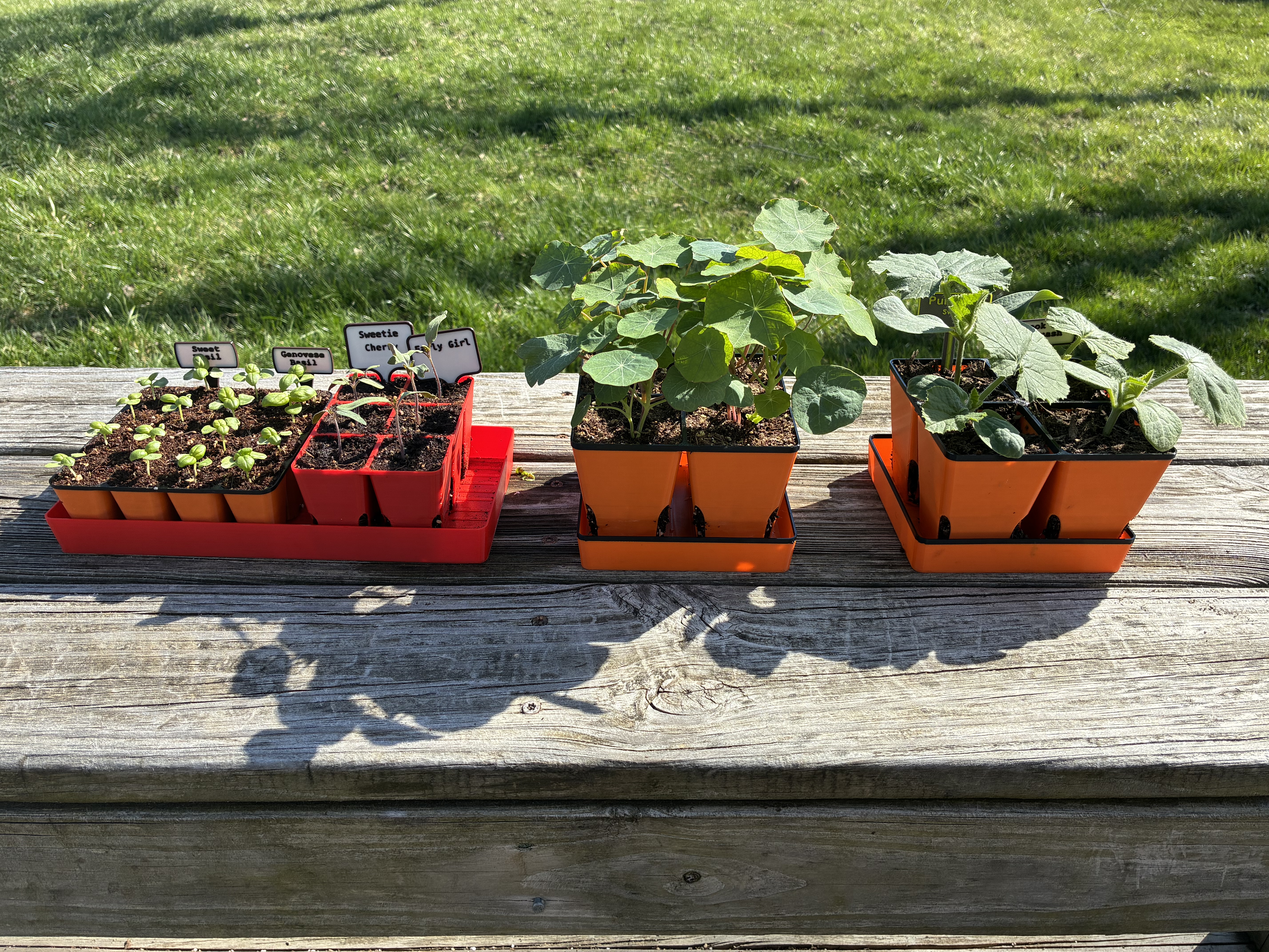 Seed Starting Trays and Transplant Spike