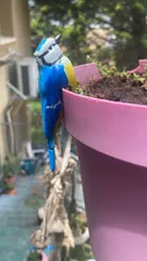indigo bird