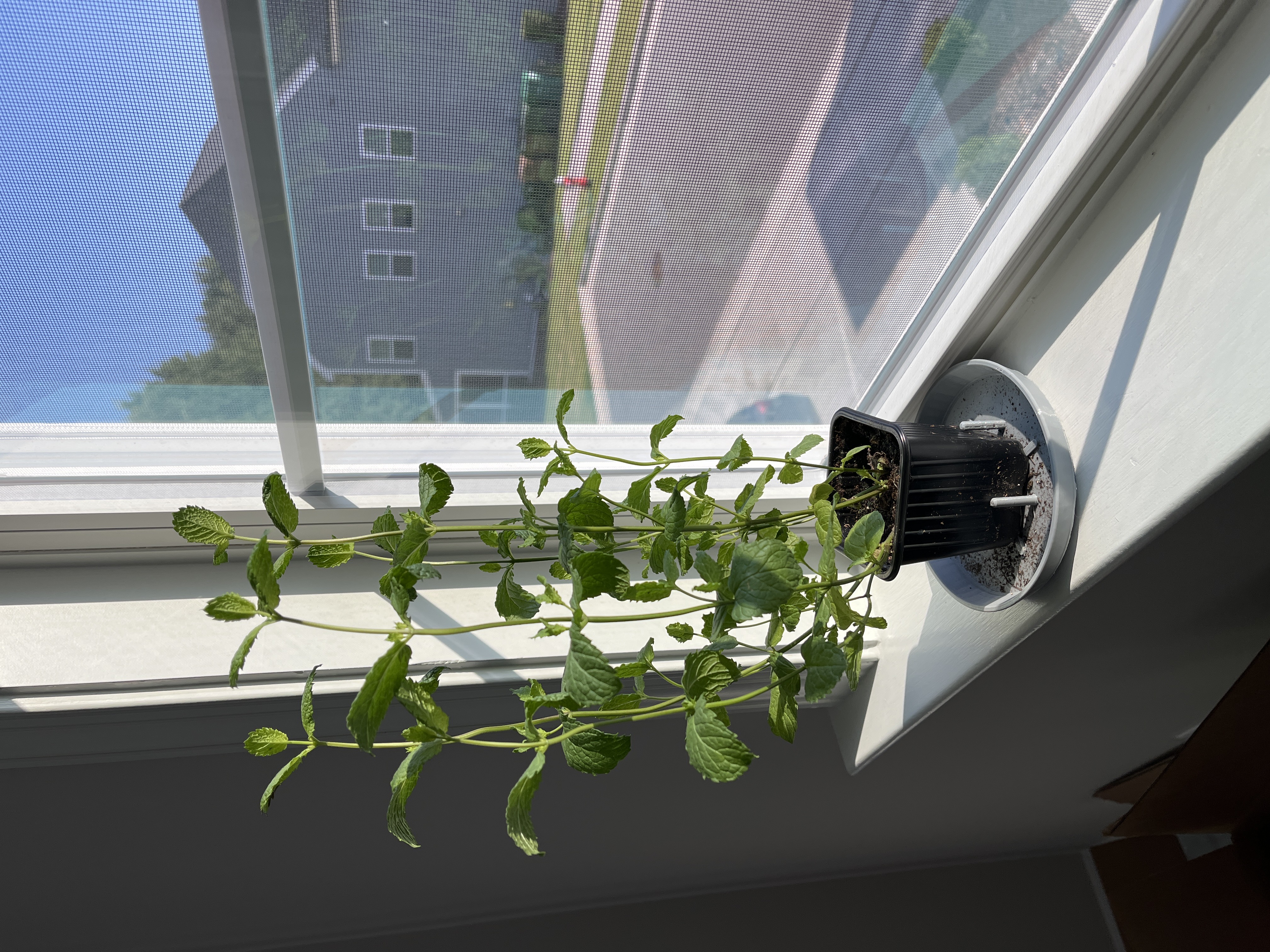 Stable water dish for live herb plant — miniatura 2