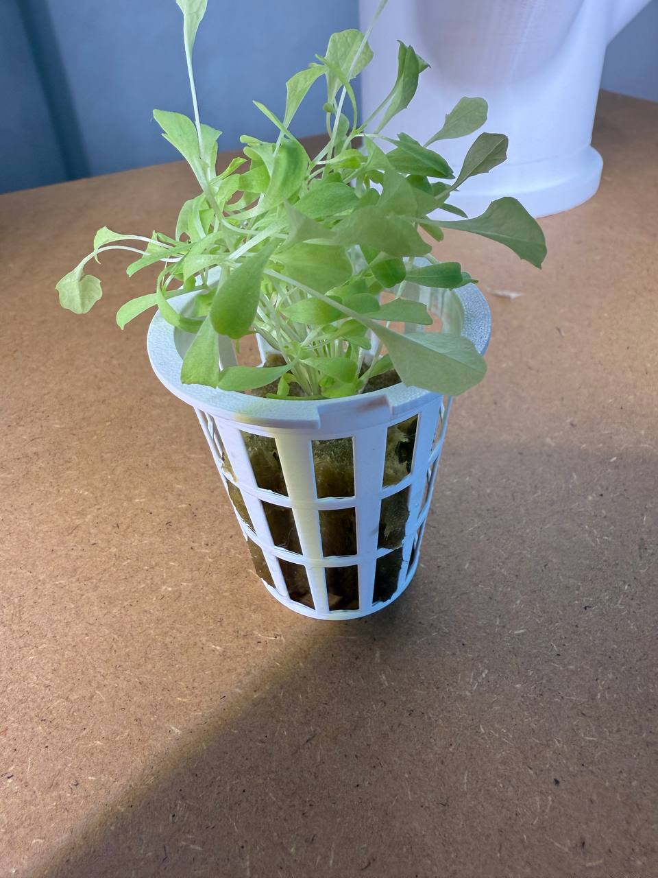 hydroponic mesh pot