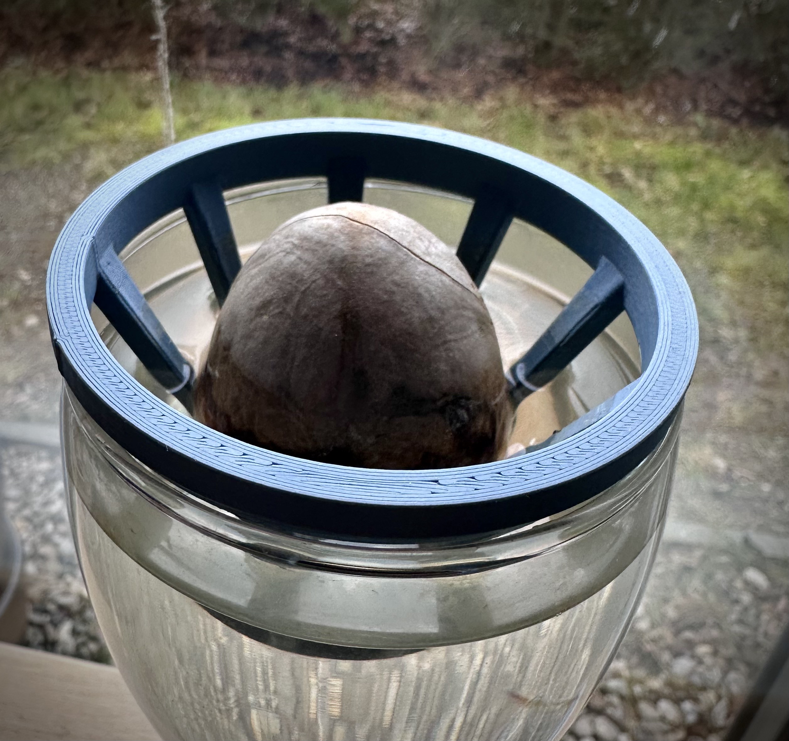 Avocado cultivation device