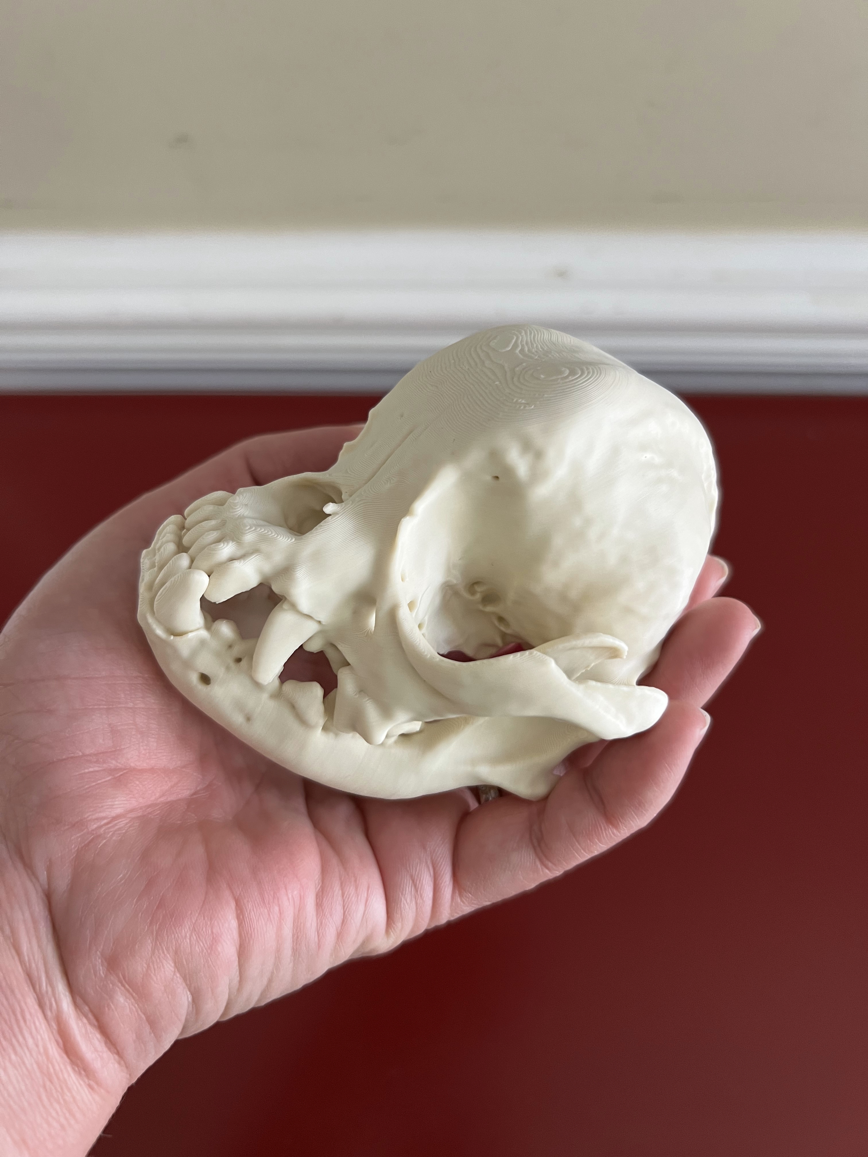 Pug Cranium and Mandible